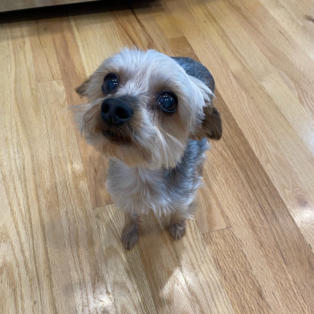 MEET MIMI, Posh helper!
